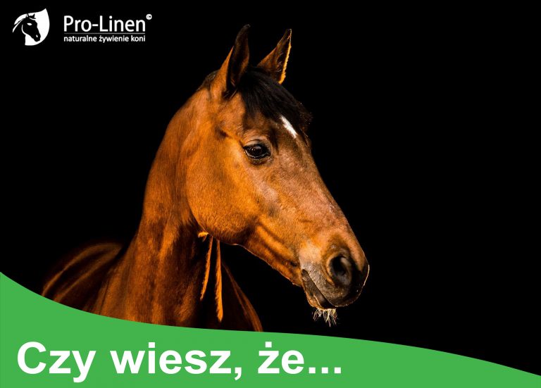 Zęby a pasze