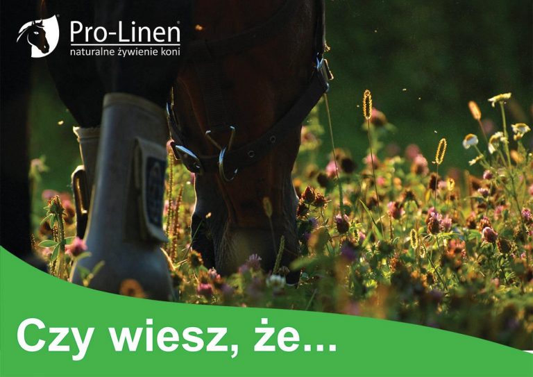 Wapń i fosfor
